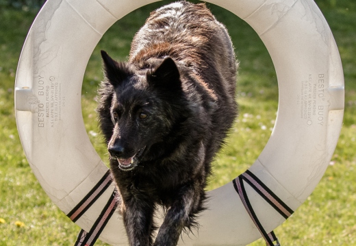 Honden Club Texel 02-05-2021
